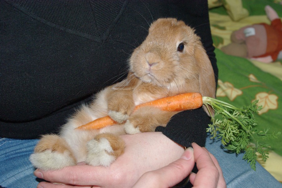 кролик любит морковь